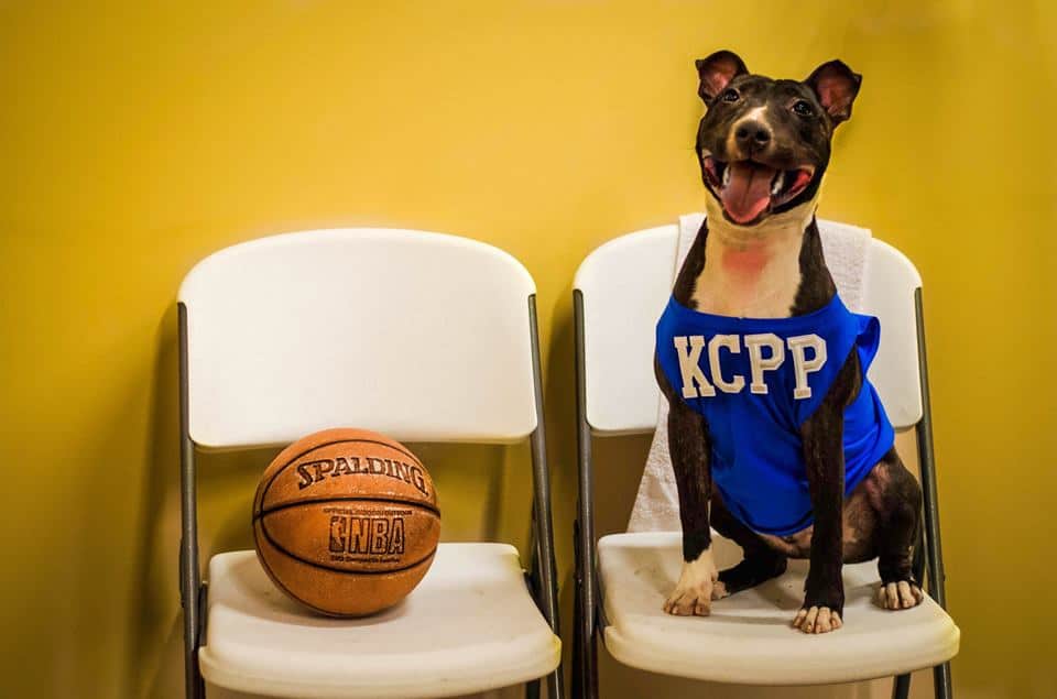 kcpetproject