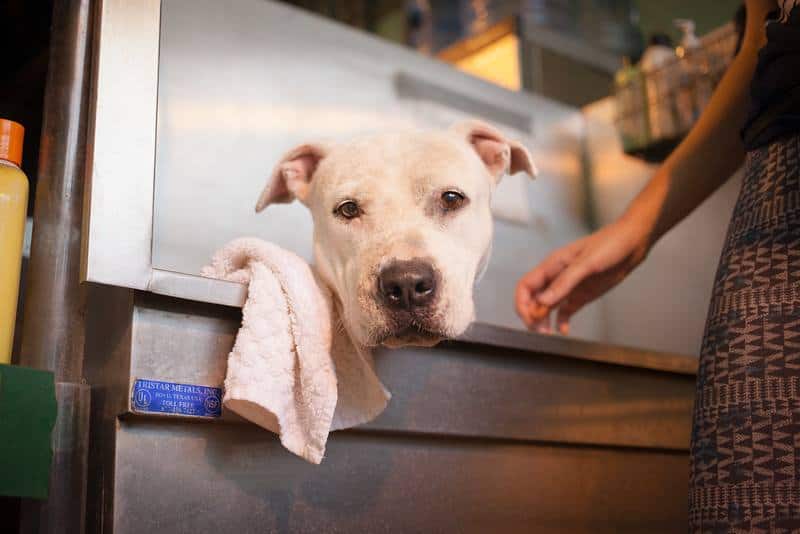 Austin Pets Alive - Incredible Animal Nonprofits