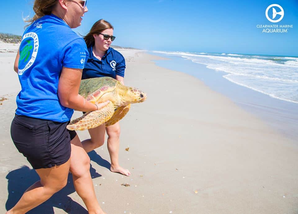 Clearwater Marine Aquarium_trusted_animal_nonprofit_organization