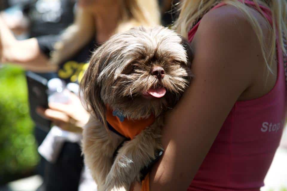 9 Trusted Animal Protection Organizations Across America | Charity Charge 9 Trusted Animal Protection Organizations Across America | Charity Charge