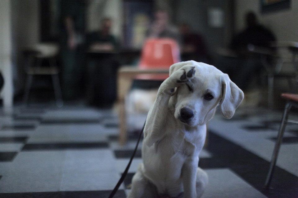 Puppies Behind Bars_trusted_animal_nonprofits