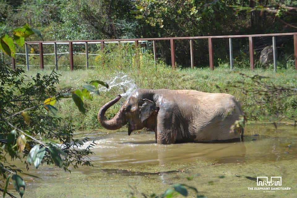 The Elephant Sanctuary_trusted_animal_nonprofit