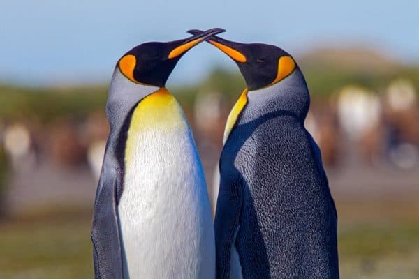 9 Highly Trusted Organizations Saving Animals Across America | Charity