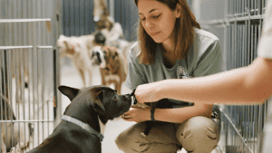 Community Service Ideas for Nonprofits - Animal Welfare: Being the Voice for the Voiceless