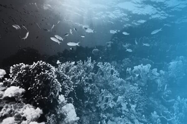 Ocean Conservation Charities