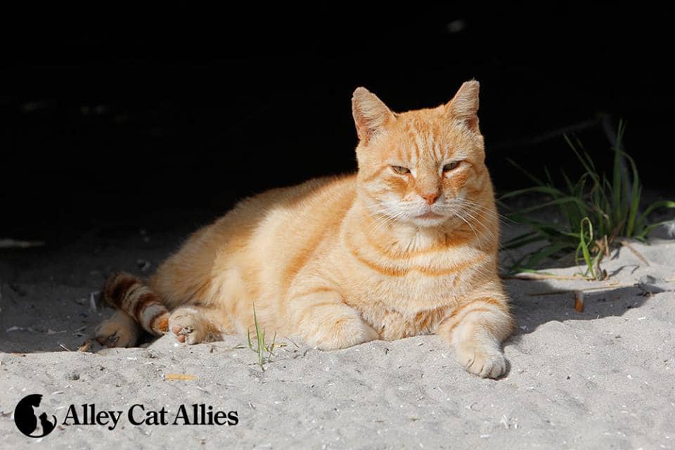 Alley Cat Allies