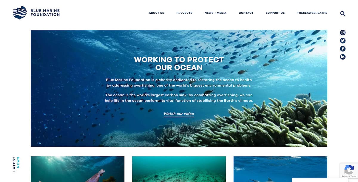 15 Inspiring Ocean Conservation Charities 6 Blue Marine Foundation