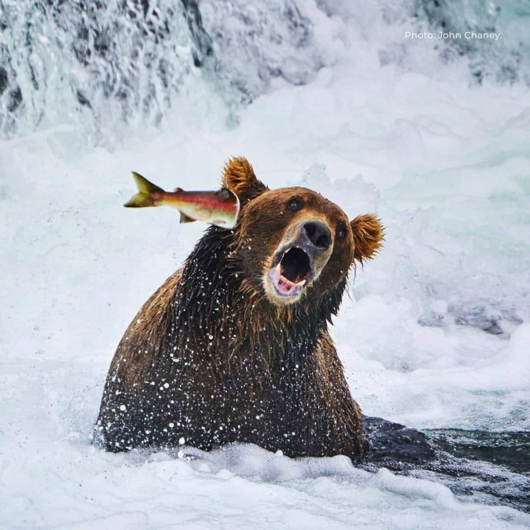 Defenders of Wildlife