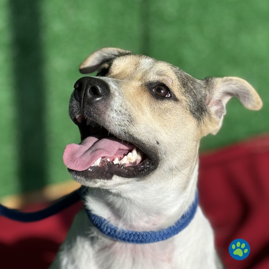 17 Houston Nonprofits Impacting the Local Community 13 Houston-Pets-Alive