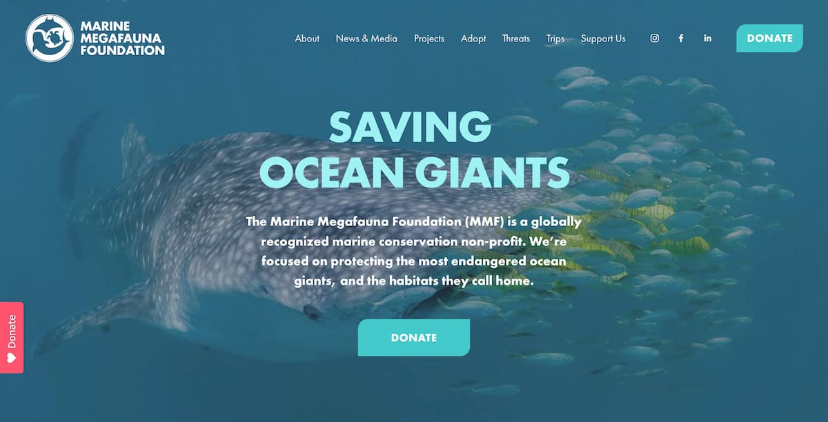 15 Inspiring Ocean Conservation Charities 15 Marine Megafauna Foundation