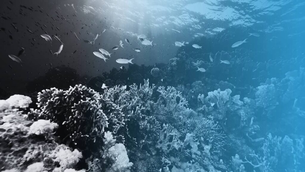 15 Inspiring Ocean Conservation Charities