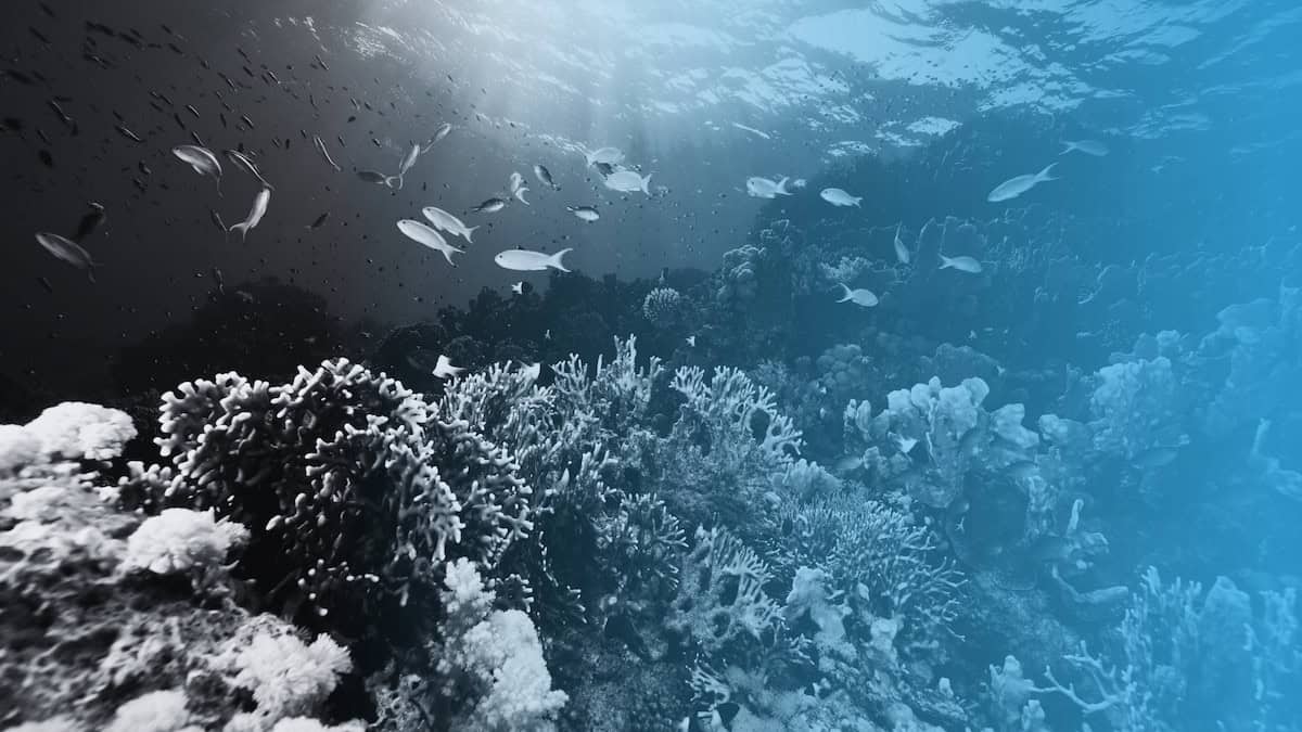 15 Inspiring Ocean Conservation Charities