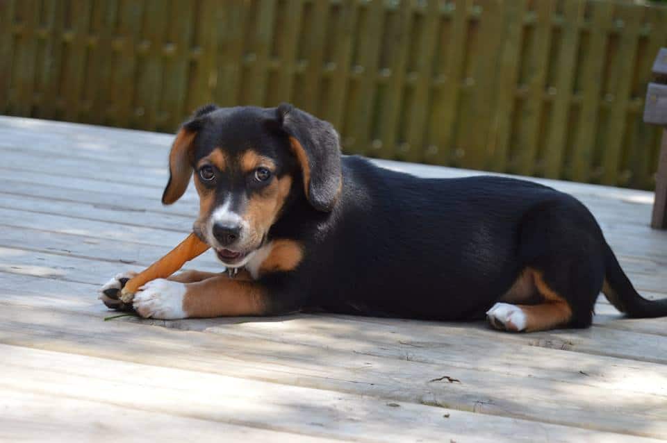 Underdog Rescue