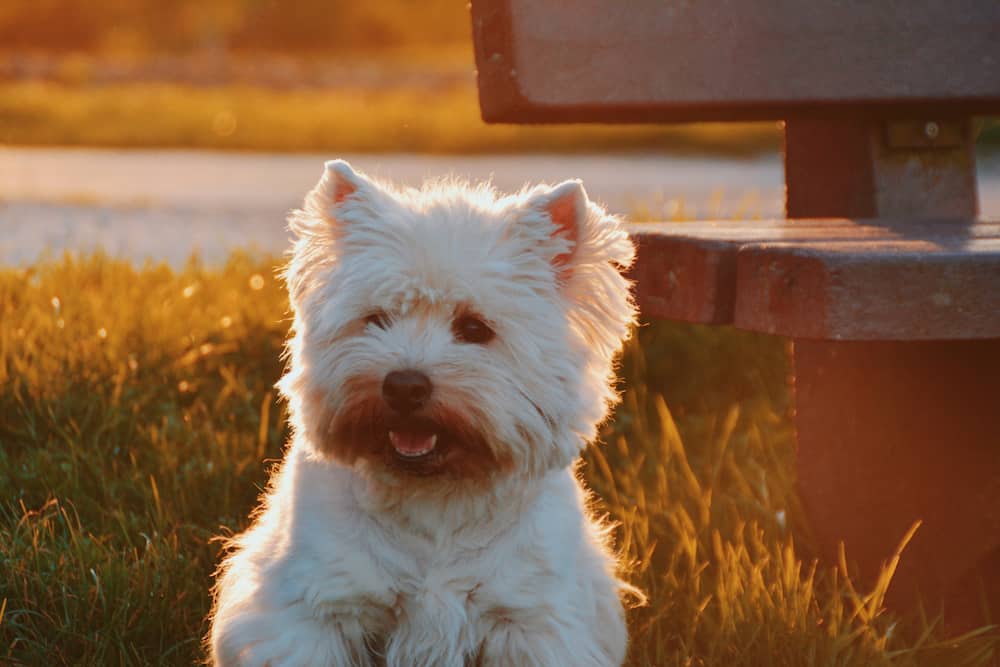 10 Incredible Animal Nonprofits Saving Our Furry Friends