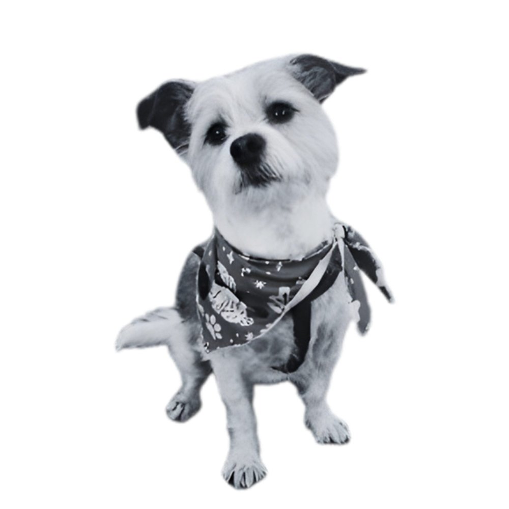 Harold, Director of Pawsitivity at Charity Charge