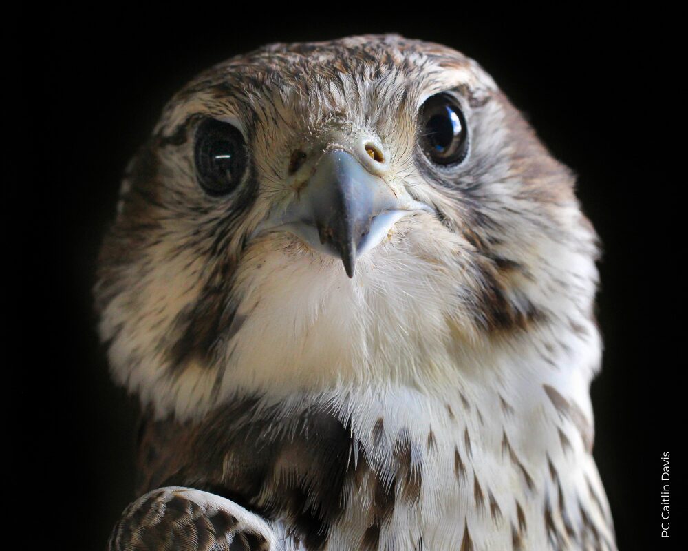 How HawkWatch International Funds 40 Years of Work 1 HawkWatch International