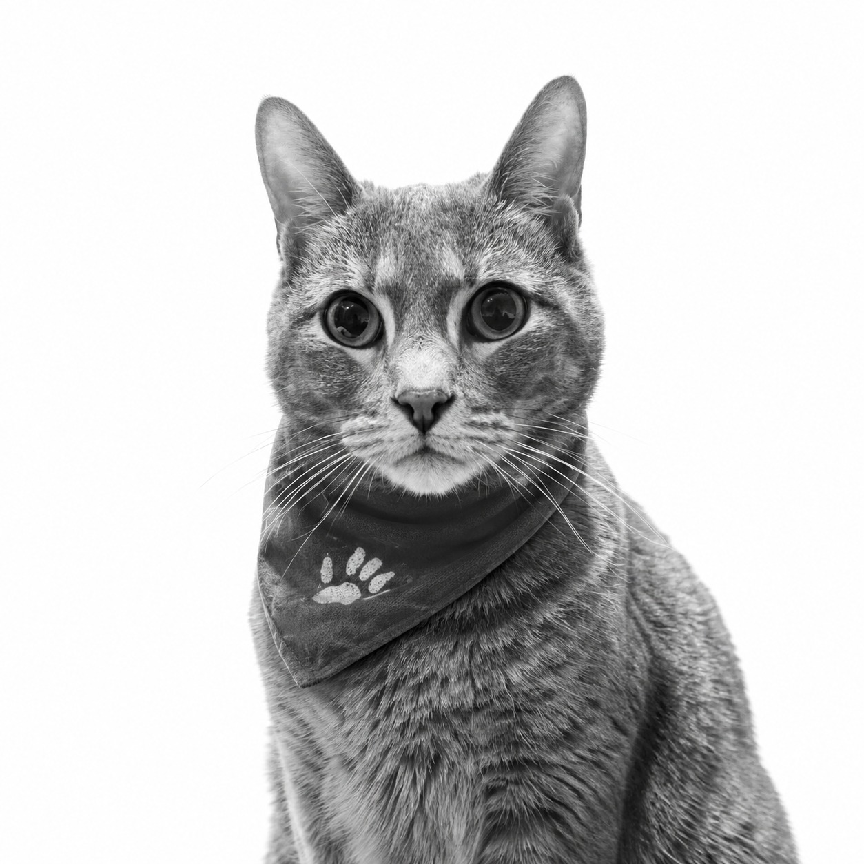 Mia, Chief Purr-chasing Officer at Charity Charge